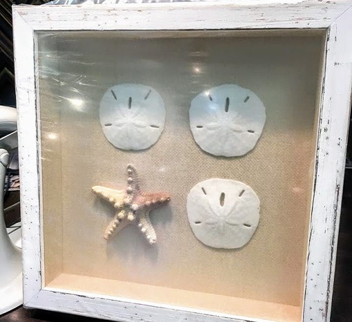 star fish and shells mounted and custom framed